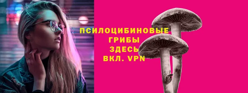 Псилоцибиновые грибы Cubensis Бугульма